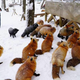 Illustration for article titled You Can Experience Fox Heaven in Japan